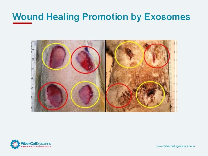 Wound Healing Promotion by Exosomes www. fibercellsystems. com 