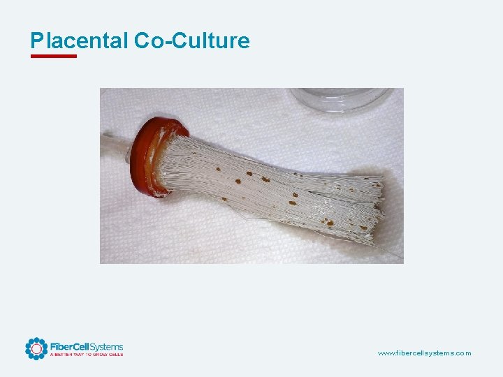 Placental Co-Culture www. fibercellsystems. com 
