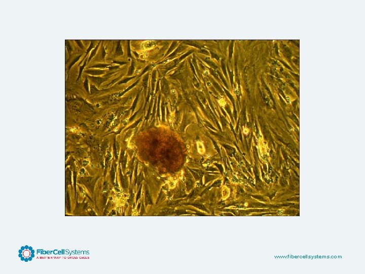 www. fibercellsystems. com 