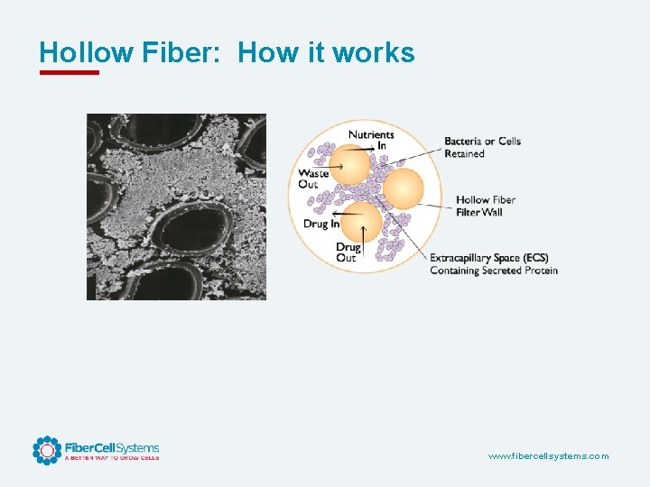 Hollow Fiber: How it works www. fibercellsystems. com 