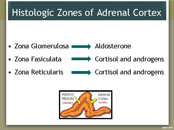 Histologic Zones of Adrenal Cortex • Zona Glomerulosa Aldosterone • Zona Fasiculata Cortisol androgens