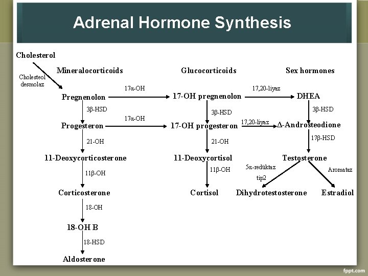 Adrenal Hormone Synthesis Cholesterol Cholesteol desmolaz Mineralocorticoids Glucocorticoids 17α-OH Pregnenolon 3β-HSD Progesteron 17α-OH 21