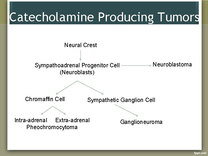 Catecholamine Producing Tumors Neural Crest Sympathoadrenal Progenitor Cell (Neuroblasts) Chromaffin Cell Neuroblastoma Sympathetic Ganglion