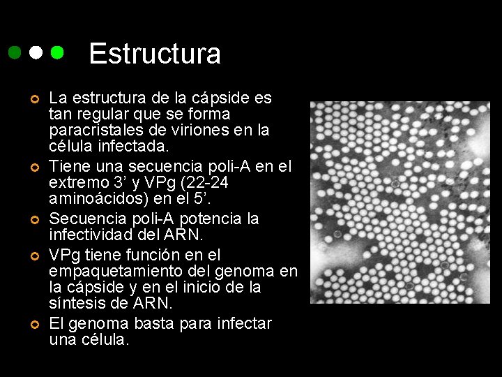 Estructura ¢ ¢ ¢ La estructura de la cápside es tan regular que se
