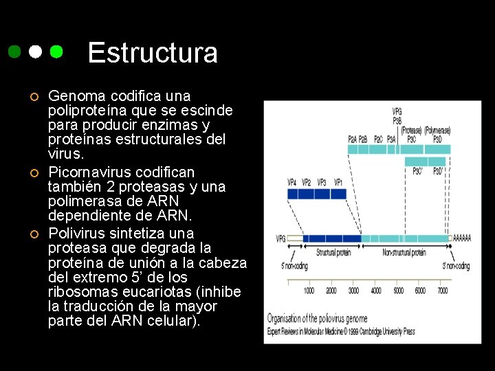 Estructura ¢ ¢ ¢ Genoma codifica una poliproteína que se escinde para producir enzimas