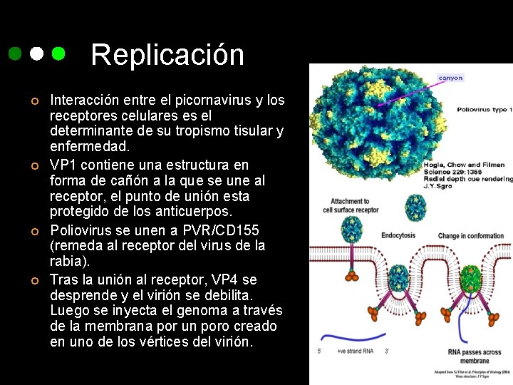 Replicación ¢ ¢ Interacción entre el picornavirus y los receptores celulares es el determinante