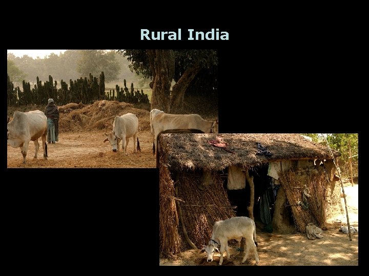 Rural India 