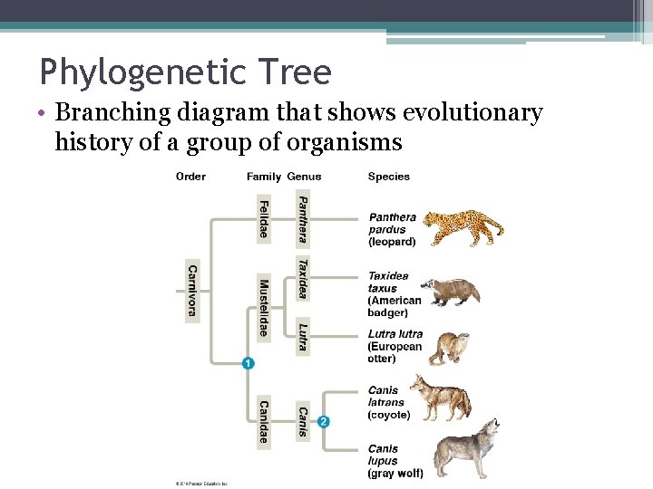 Phylogenetic Tree • Branching diagram that shows evolutionary history of a group of organisms
