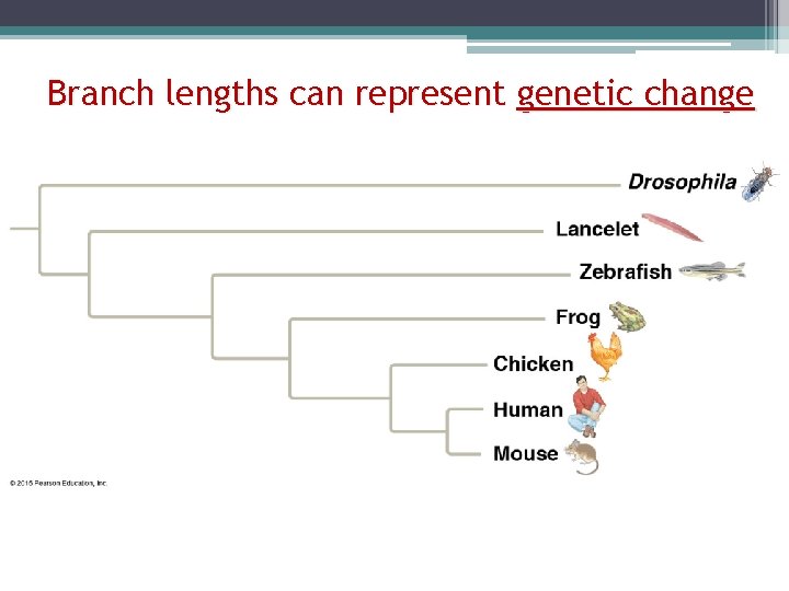 Branch lengths can represent genetic change 
