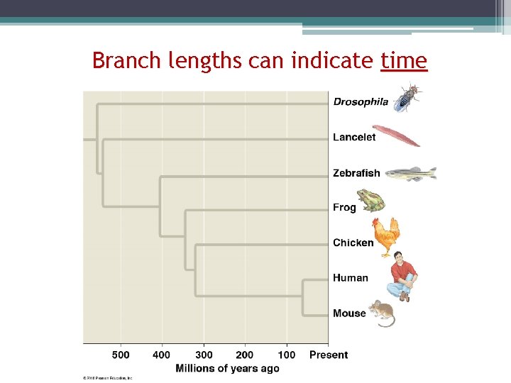 Branch lengths can indicate time 