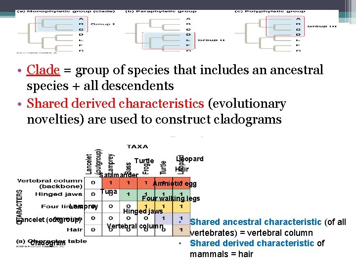  • Clade = group of species that includes an ancestral species + all