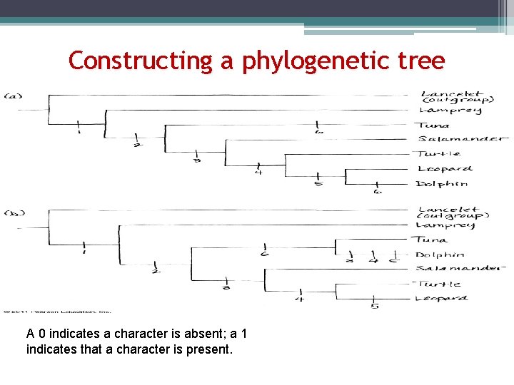 Constructing a phylogenetic tree A 0 indicates a character is absent; a 1 indicates