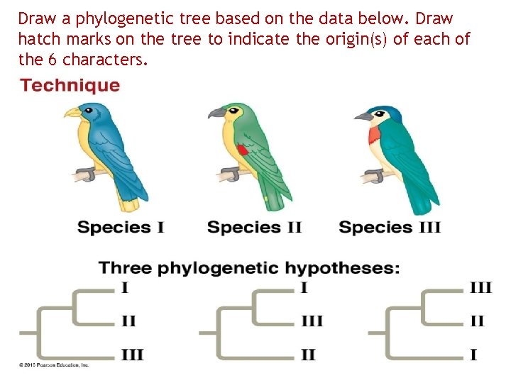 Draw a phylogenetic tree based on the data below. Draw hatch marks on the