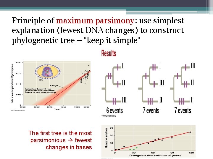 Principle of maximum parsimony: parsimony use simplest explanation (fewest DNA changes) to construct phylogenetic