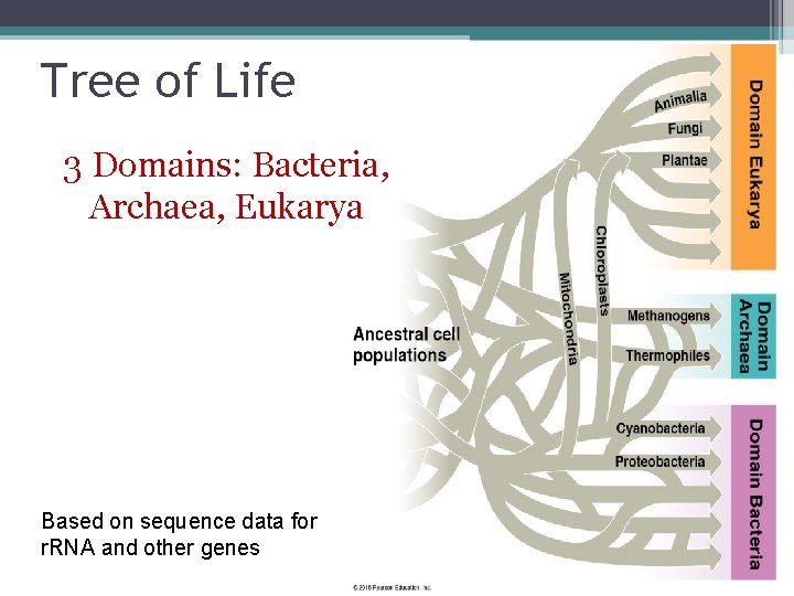 Tree of Life 3 Domains: Bacteria, Archaea, Eukarya Based on sequence data for r.