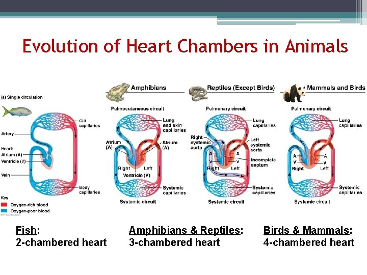 Evolution of Heart Chambers in Animals Fish: 2 -chambered heart Amphibians & Reptiles: 3