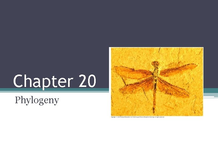 Chapter 20 Phylogeny 