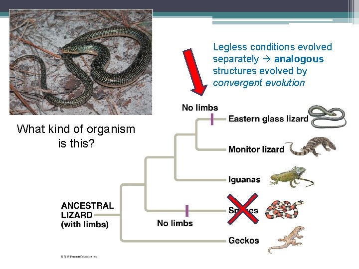 Legless conditions evolved separately analogous structures evolved by convergent evolution What kind of organism