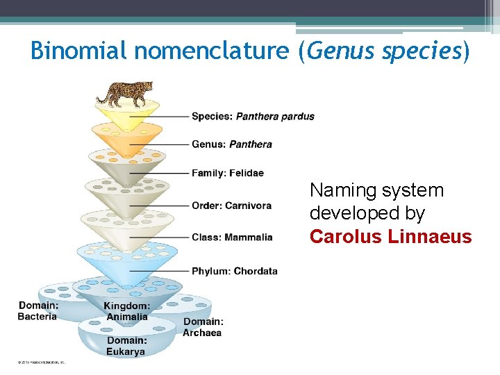 Binomial nomenclature (Genus species) Naming system developed by Carolus Linnaeus 