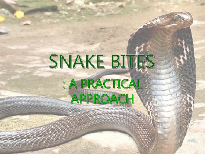 SNAKE BITES : A PRACTICAL APPROACH 