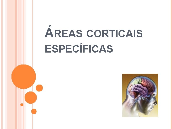 ÁREAS CORTICAIS ESPECÍFICAS 