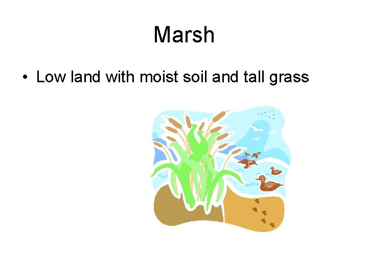Marsh • Low land with moist soil and tall grass 