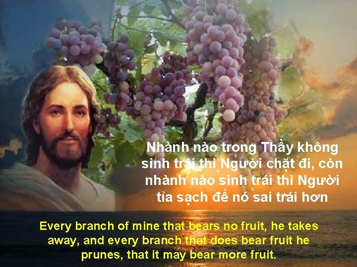Nhành nào trong Thầy không sinh trái thì Người chặt đi, còn nhành nào Nhành nào trong Thầy không sinh trái thì Người chặt đi, còn nhành nào