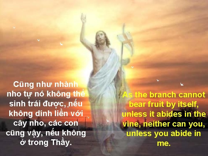 Cũng như nhành nho tự nó không thể sinh trái được, nếu không dính Cũng như nhành nho tự nó không thể sinh trái được, nếu không dính