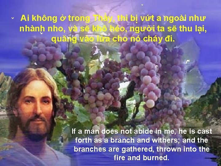 Ai không ở trong Thầy, thì bị vứt a ngoài như nhành nho, và Ai không ở trong Thầy, thì bị vứt a ngoài như nhành nho, và