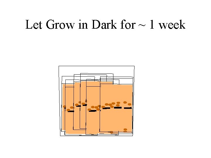 Let Grow in Dark for ~ 1 week 