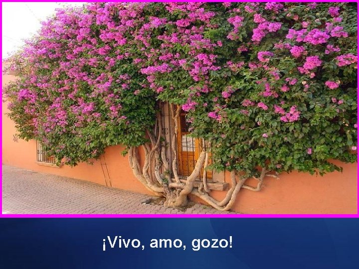 ¡Vivo, amo, gozo! 