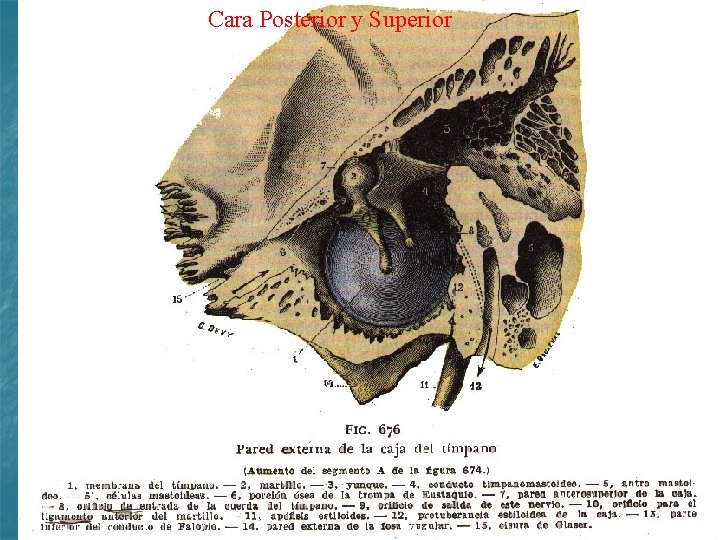 Cara Posterior y Superior 