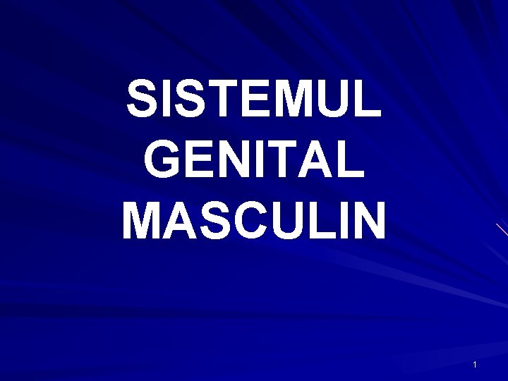 SISTEMUL GENITAL MASCULIN 1 