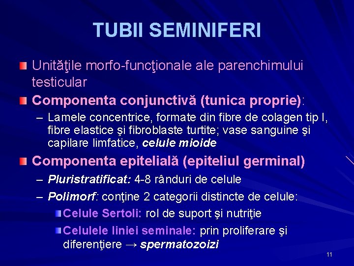 TUBII SEMINIFERI Unităţile morfo-funcţionale parenchimului testicular Componenta conjunctivă (tunica proprie): – Lamele concentrice, formate