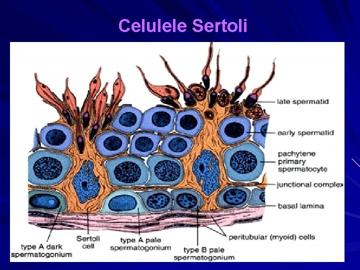 Celulele Sertoli 14 