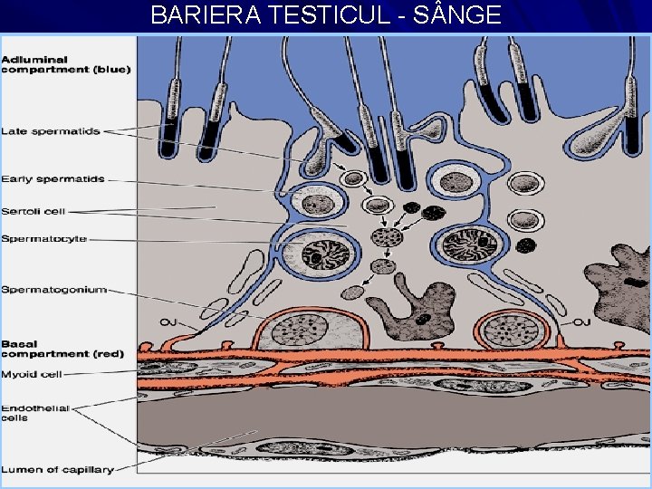 BARIERA TESTICUL - S NGE 16 