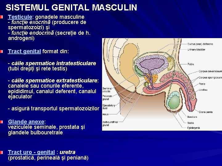 SISTEMUL GENITAL MASCULIN Testicule: gonadele masculine - funcţie exocrină (producere de spermatozoizi) şi -