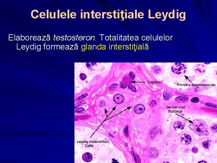 Celulele interstiţiale Leydig Elaborează testosteron. Totalitatea celulelor Leydig formează glanda interstiţială 21 