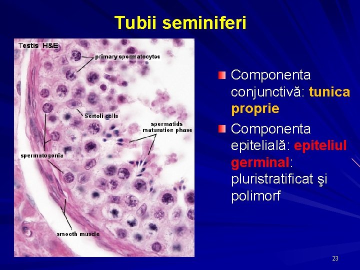 Tubii seminiferi Componenta conjunctivă: tunica proprie Componenta epitelială: epiteliul germinal: pluristratificat şi polimorf 23