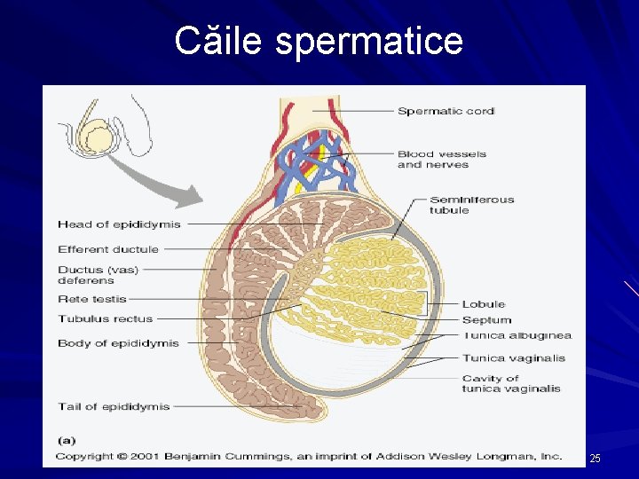 Căile spermatice 25 