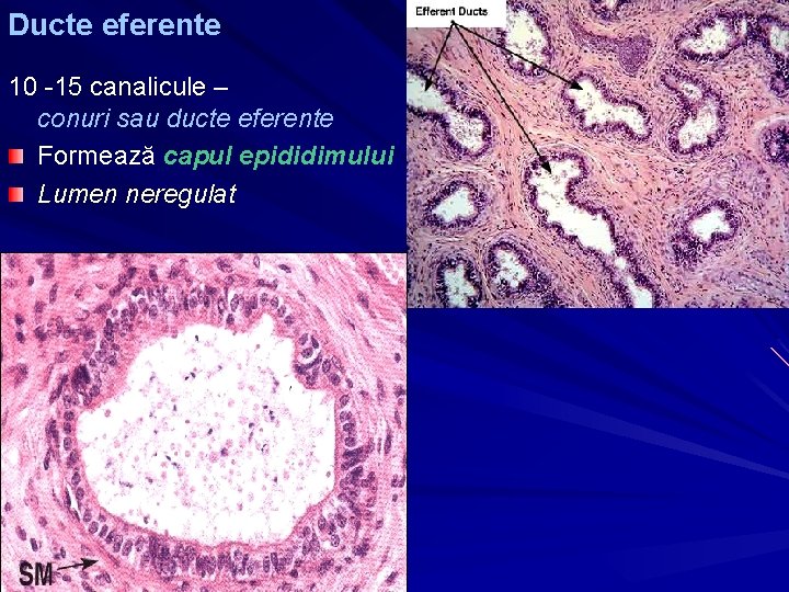 Ducte eferente 10 -15 canalicule – conuri sau ducte eferente Formează capul epididimului Lumen