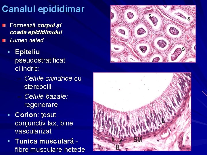 Canalul epididimar Formează corpul şi coada epididimului Lumen neted § Epiteliu § § pseudostratificat