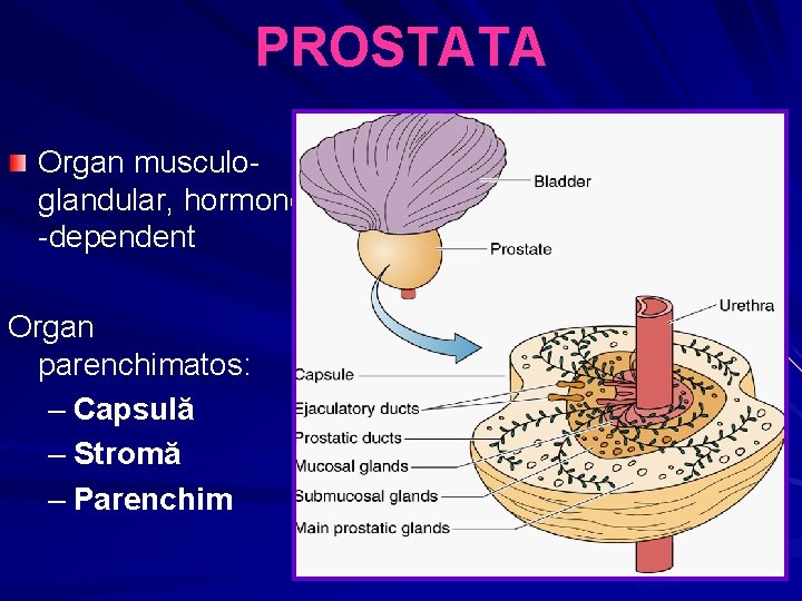 parenchim prostatic prostate cancer discussion groups