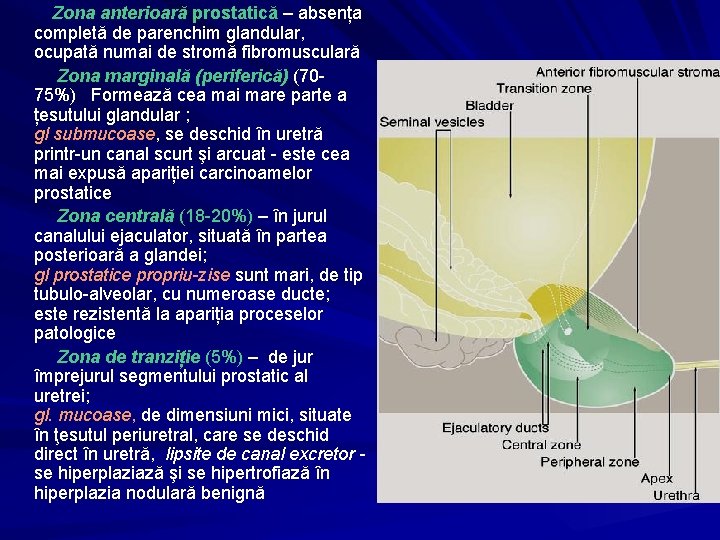 Zona anterioară prostatică – absența completă de parenchim glandular, ocupată numai de stromă fibromusculară