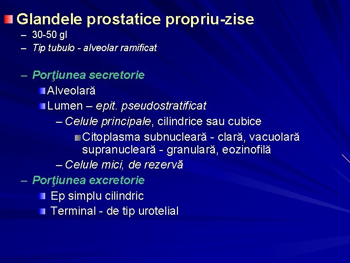 Glandele prostatice propriu-zise – 30 -50 gl – Tip tubulo - alveolar ramificat –