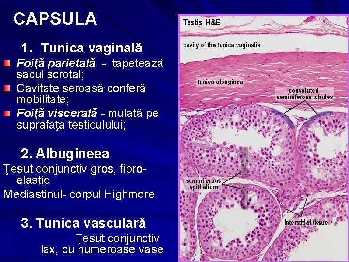 CAPSULA 1. Tunica vaginală Foiţă parietală - tapetează sacul scrotal; Cavitate seroasă conferă mobilitate;