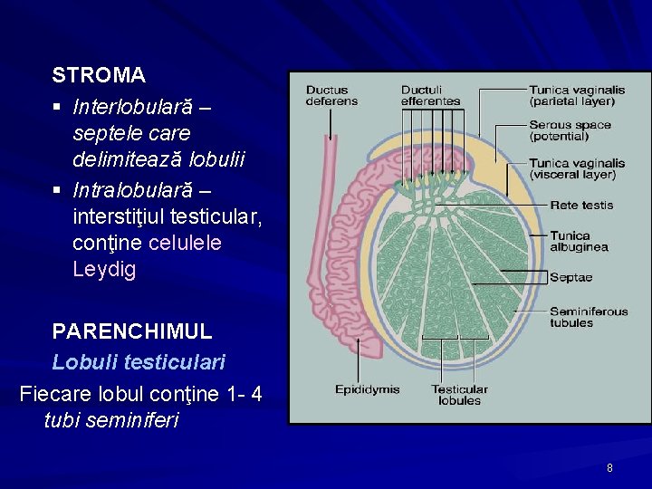 STROMA § Interlobulară – septele care delimitează lobulii § Intralobulară – interstiţiul testicular, conţine