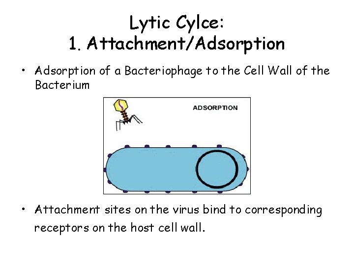 Lytic Cylce: 1. Attachment/Adsorption • Adsorption of a Bacteriophage to the Cell Wall of