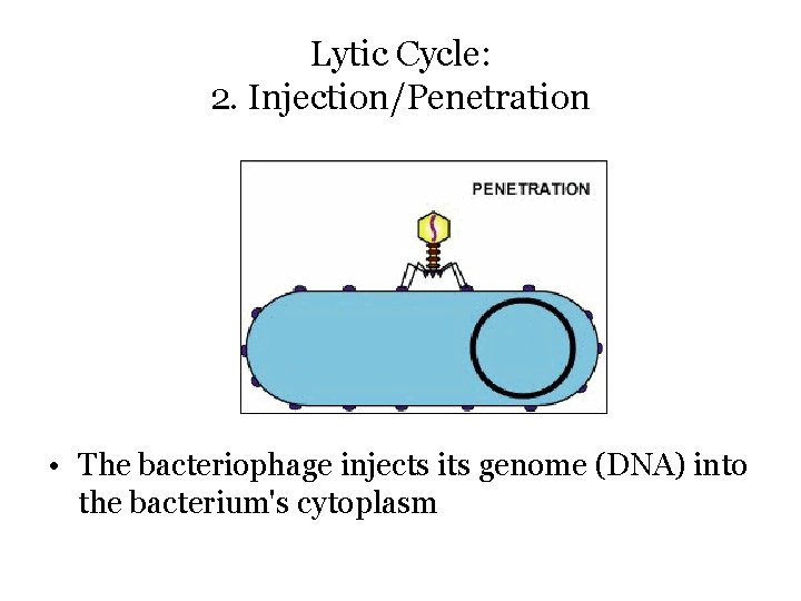 Lytic Cycle: 2. Injection/Penetration • The bacteriophage injects its genome (DNA) into the bacterium's