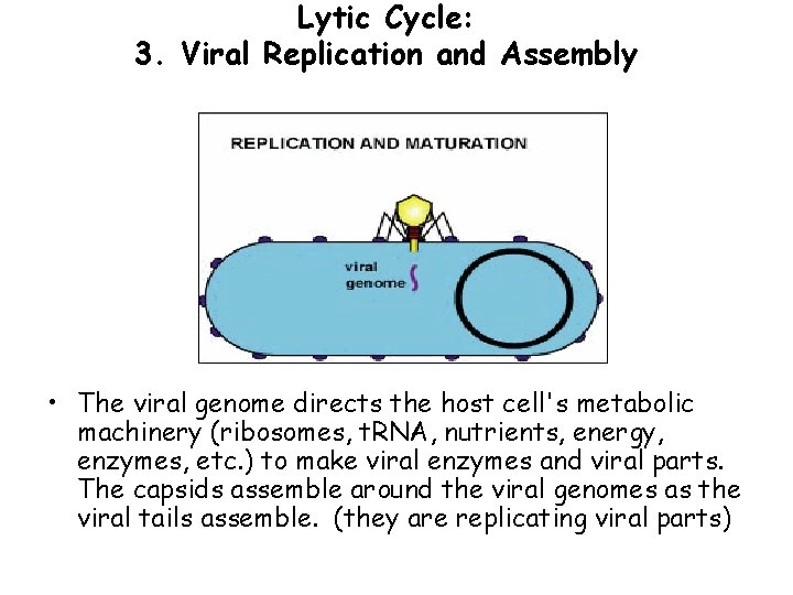 Lytic Cycle: 3. Viral Replication and Assembly • The viral genome directs the host